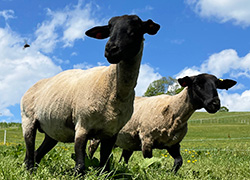 羊たちを放牧しました