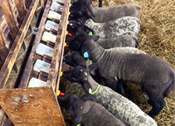 仔羊授乳機、大活躍!