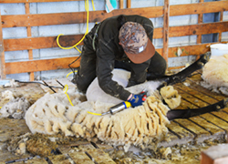 今年も毛刈りが行われました